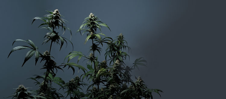 Cannabis: Green Rush or Green Bust?